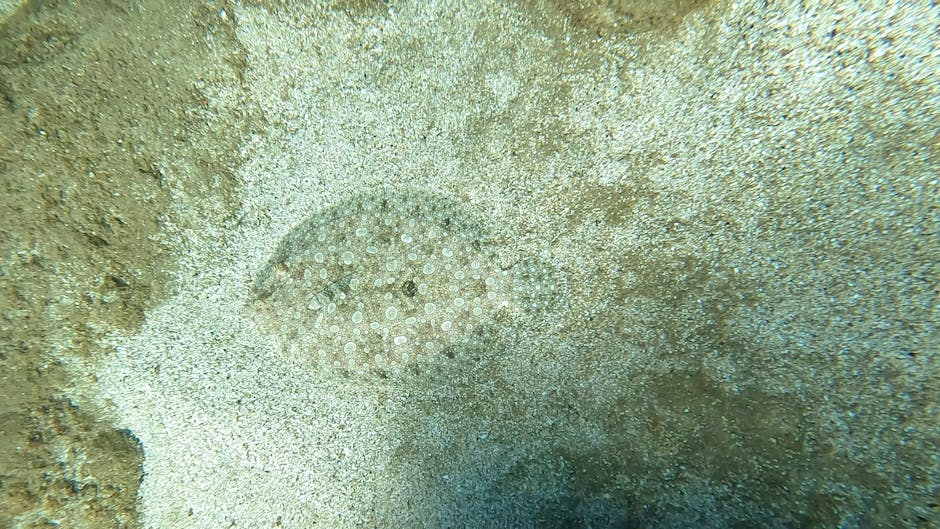 A close-up underwater photograph showcasing a small, circular sandcastle pattern created by tiny bubbles and delicate sand particles, blending with the textured seabed consisting of fine sand and scat