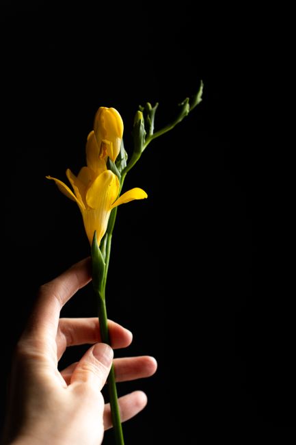 A human hand holding a single yellow flower, likely a lily, with long green stems and unopened buds extending upwards. The flower's petals are open, revealing their delicate, smooth texture, while the