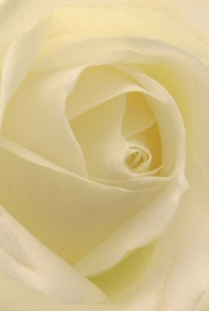 In the heart of Winchmore Hill, this luminous white rose reveals its artistry from an intimate vantage, offering a visual composition that blends tranquility, refinement, and emotional resonance. The creamy shades transition gracefully between pearl and butter-soft ivory, bathed in the measured Natural light so familiar to gardens lining Ford's Grove and the open spaces of Grovelands Park. Each petal is layered with methodical care-its core tightly swirled and pure, its edges fanned out in almost translucent, sculptural perfection. The interplay of shadow and subtle highlight imparts depth and dignity, suggesting moments both joyful and reflective. As a florist serving Winchmore Hill, I see this rose as the embodiment of purity-a message of apology, romance, or a centrepiece for cherished milestones, expertly designed for meaning as much as for beauty. There's a gentle perfume in the air: crisp, fresh, and quietly reassuring, just like a neighbourly greeting along Winchmore Hill's verdant lanes. The overall effect is one of serenity, offering comfort and lasting grace for every special sentiment.